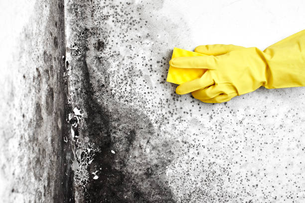 Best Attic Mold Removal  in Nicholls, GA