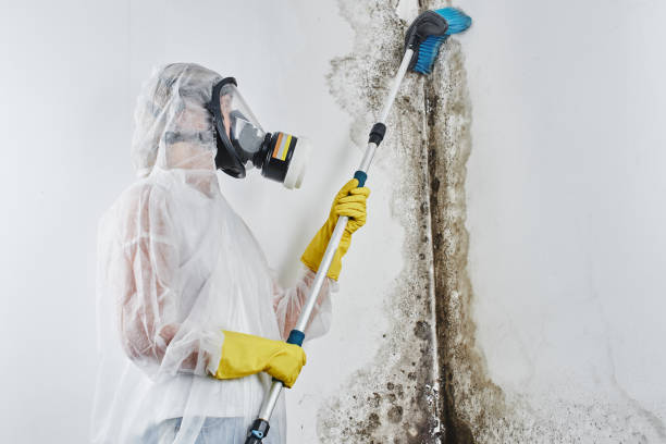 Best Professional Mold Removal  in Nicholls, GA