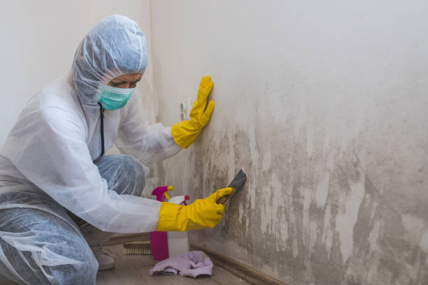 Reliable Nicholls, GA Mold Removal Solutions