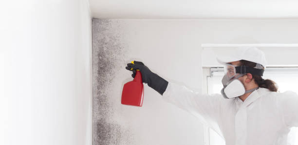 Best Mold Inspection  in Nicholls, GA