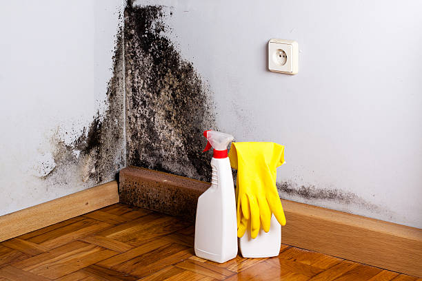 Best Mold Damage Repair  in Nicholls, GA