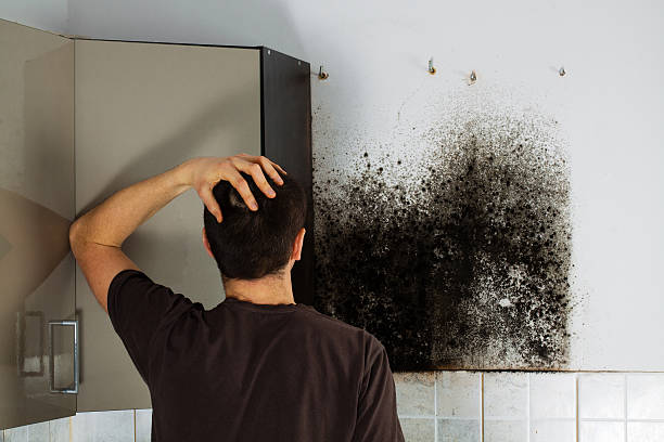Best Mold Damage Repair  in Nicholls, GA