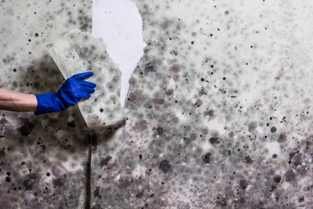 Best Mold Remediation Services  in Nicholls, GA