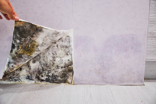 Best Affordable Mold Removal  in Nicholls, GA